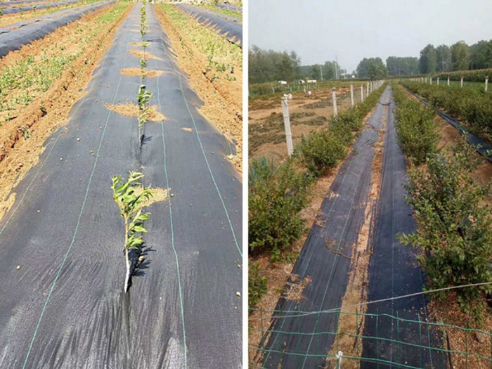 防草布優(yōu)勢(shì)以及施工注意事宜